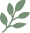 Leaf Icon